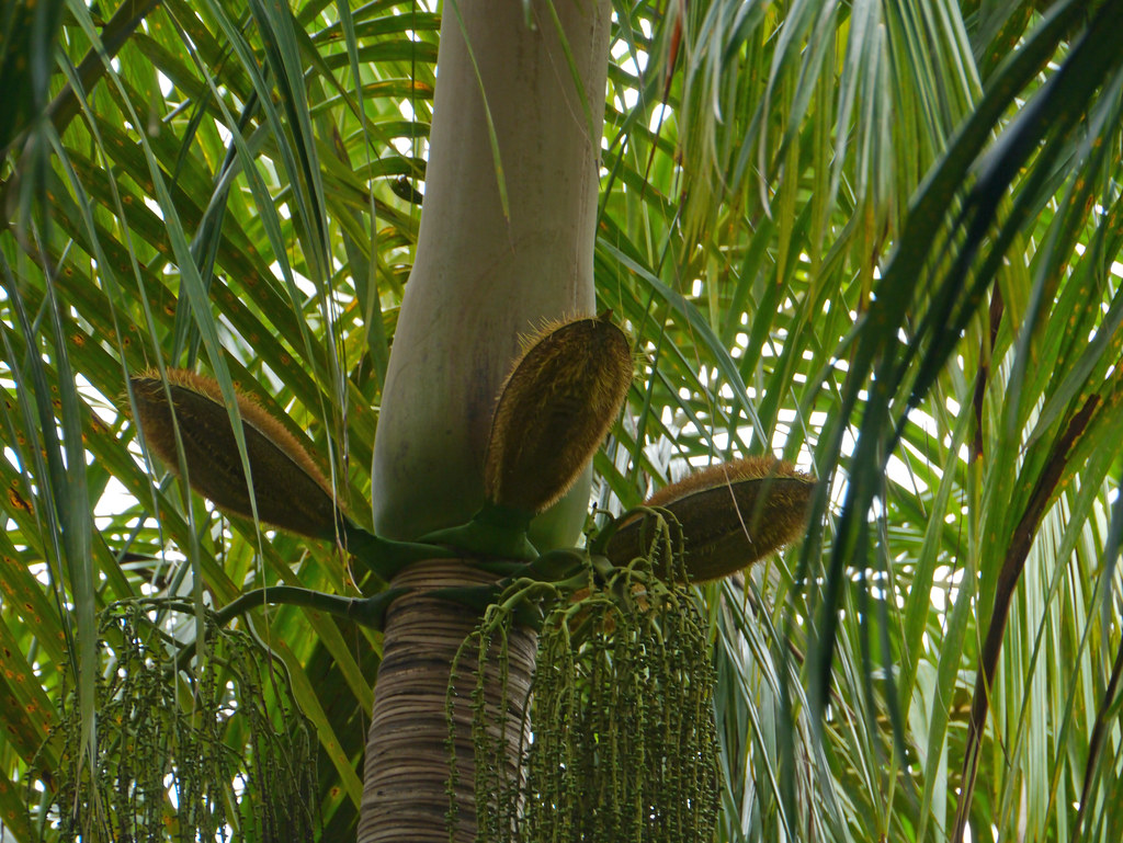 Deckenia Nobilis In Habitat Discussing Palm Trees Worldwide Palmtalk