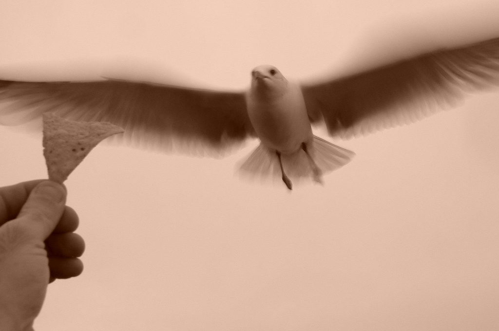 West Sayville Docks West Sayville,NY robert rothschild Flickr