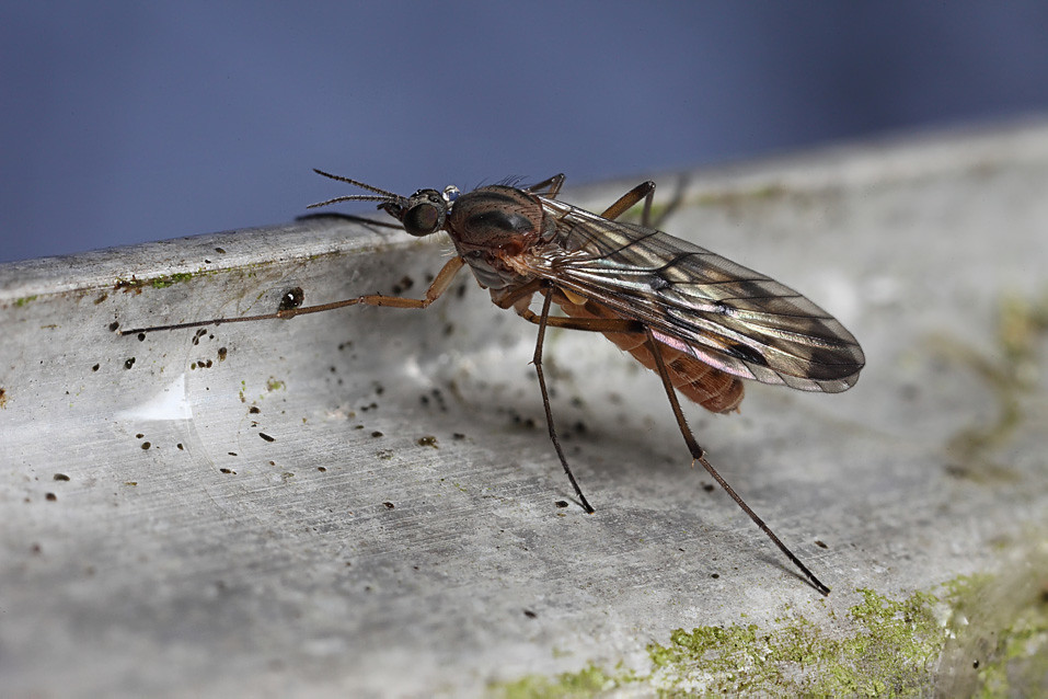 Window gnat 3 Window gnat on a greenhouse strut. Focus st… Flickr