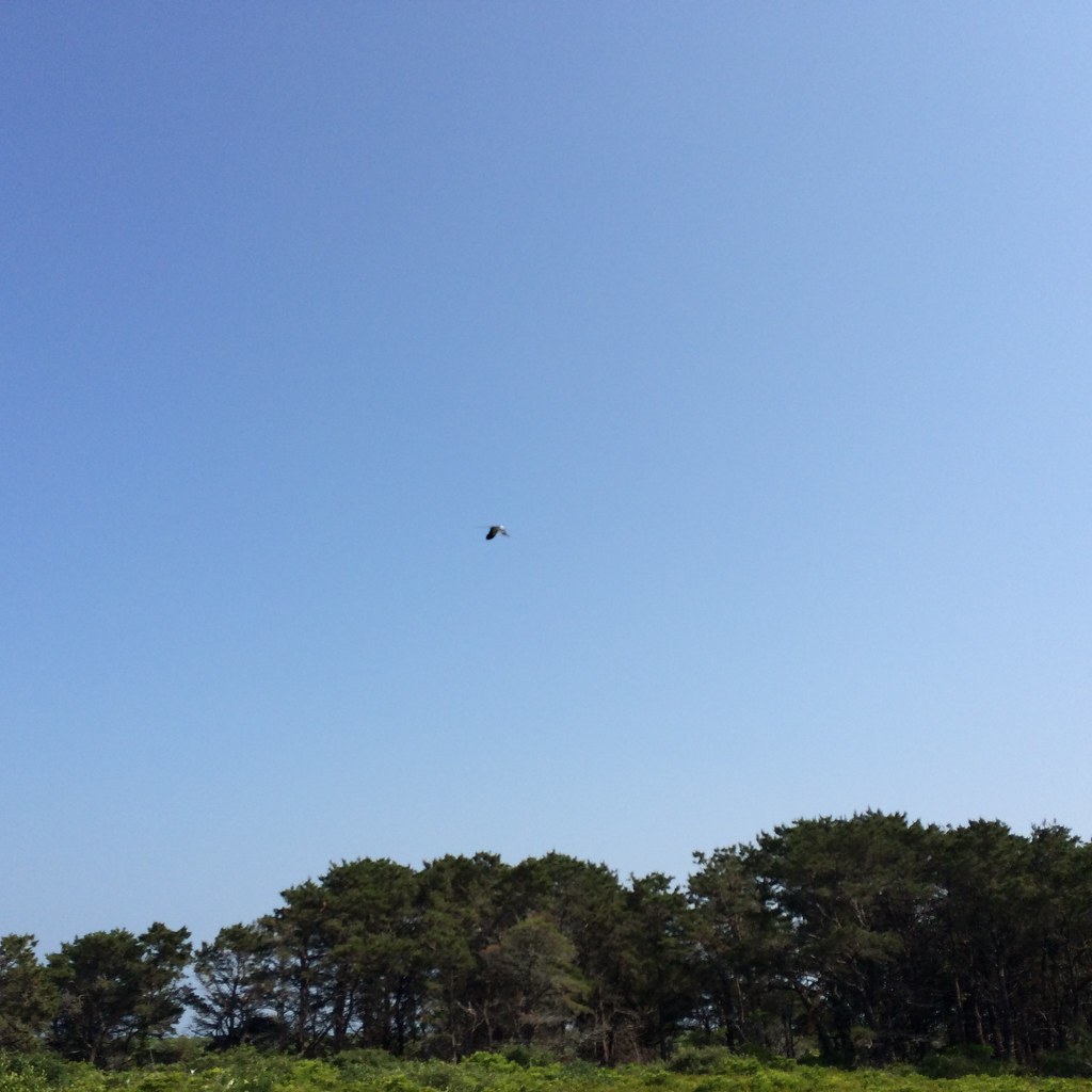 Swallowtailed Kite Clark Cove Loop, Nantucket, MA 1 Jul 2… Flickr
