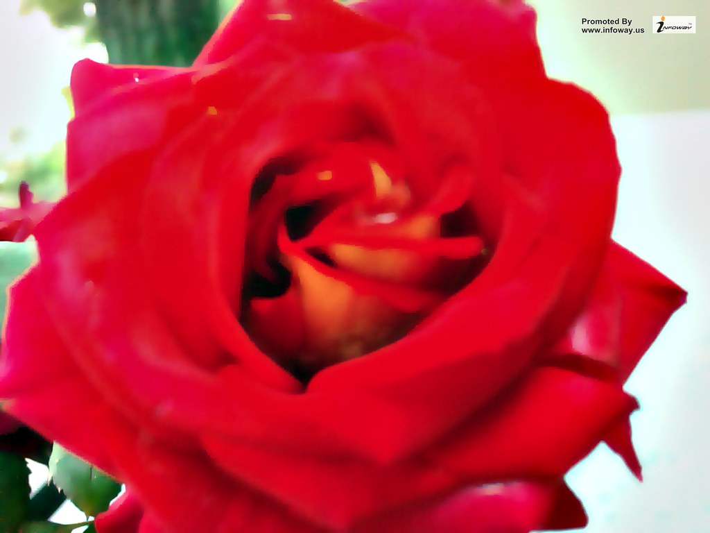 Red rose flower wallpaper Red rose flower wallpaper Flickr