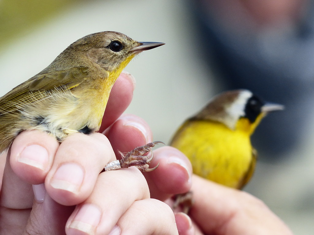 Jan 2014 Sparrow Drive at Duette Manatee County Parks & Natural