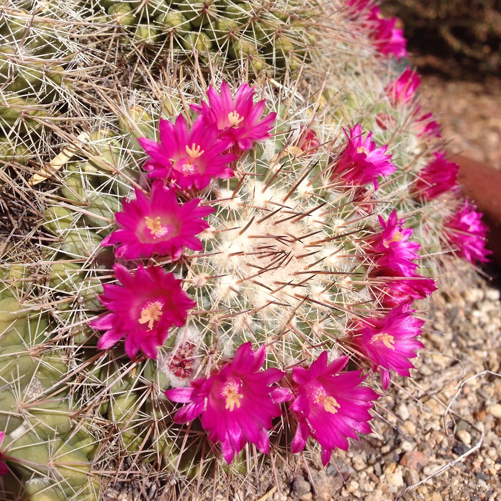 Pin cushion cactus Home for Hawaii and found my pin cushio… Flickr