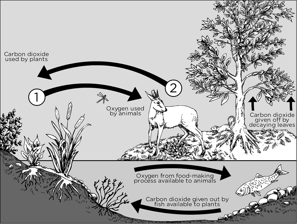 Carbon cycle Illustration used in Gr 46 Natural Sciences … Flickr