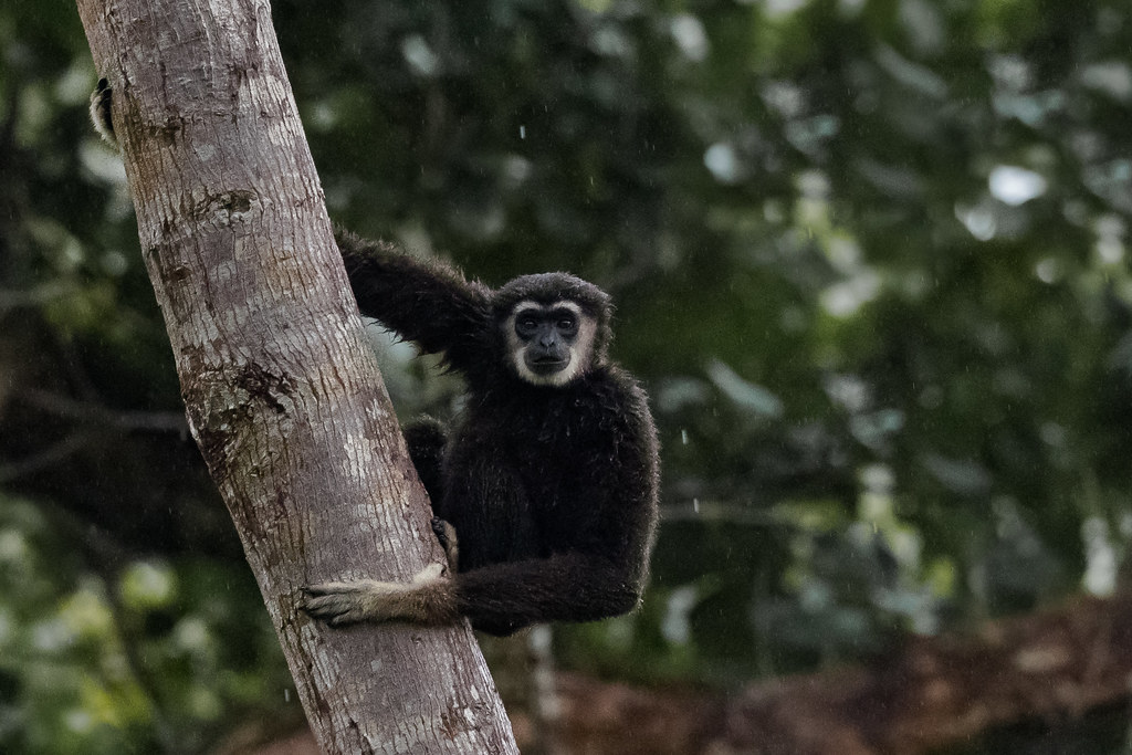 Whitehanded Gibbon Hylobates lar Ungka Tangan Putih