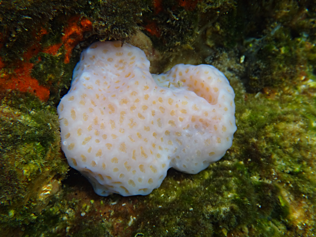 Colonial Tunicates Ft. Dade Rocks Reef Egmont Key, Florida… Seascout Flickr