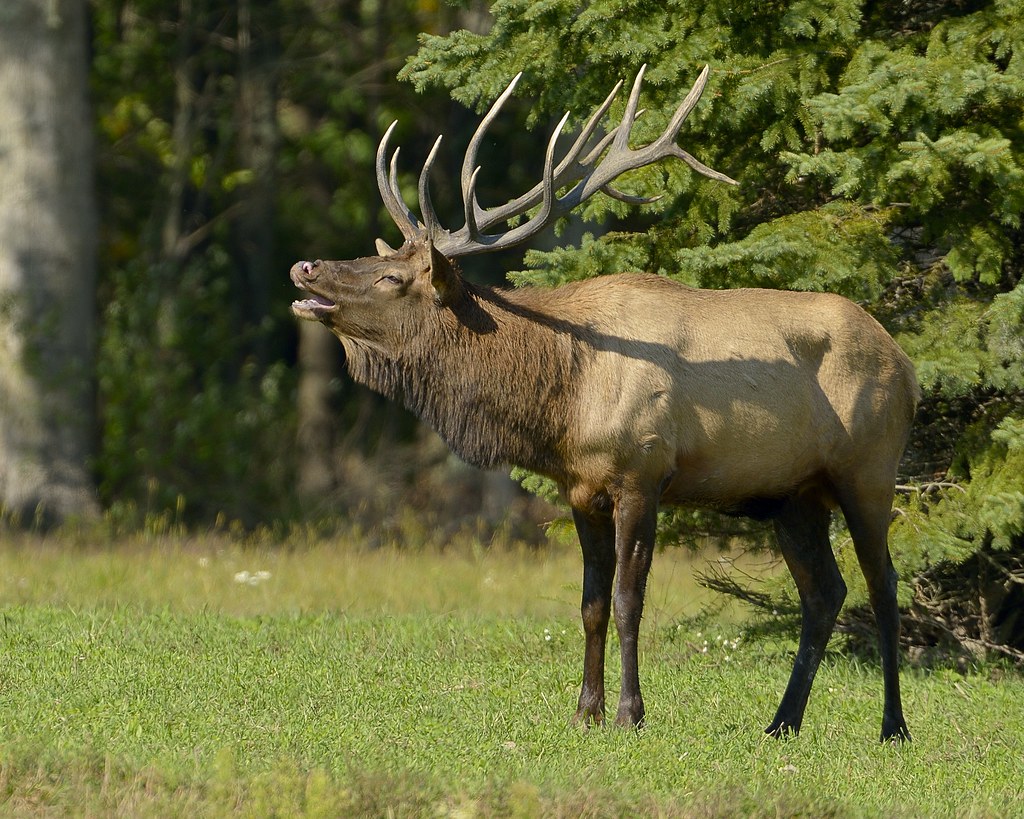 Bull Elk Bugling Pennsylvania's Elk county in September 20… Larry Keller Flickr