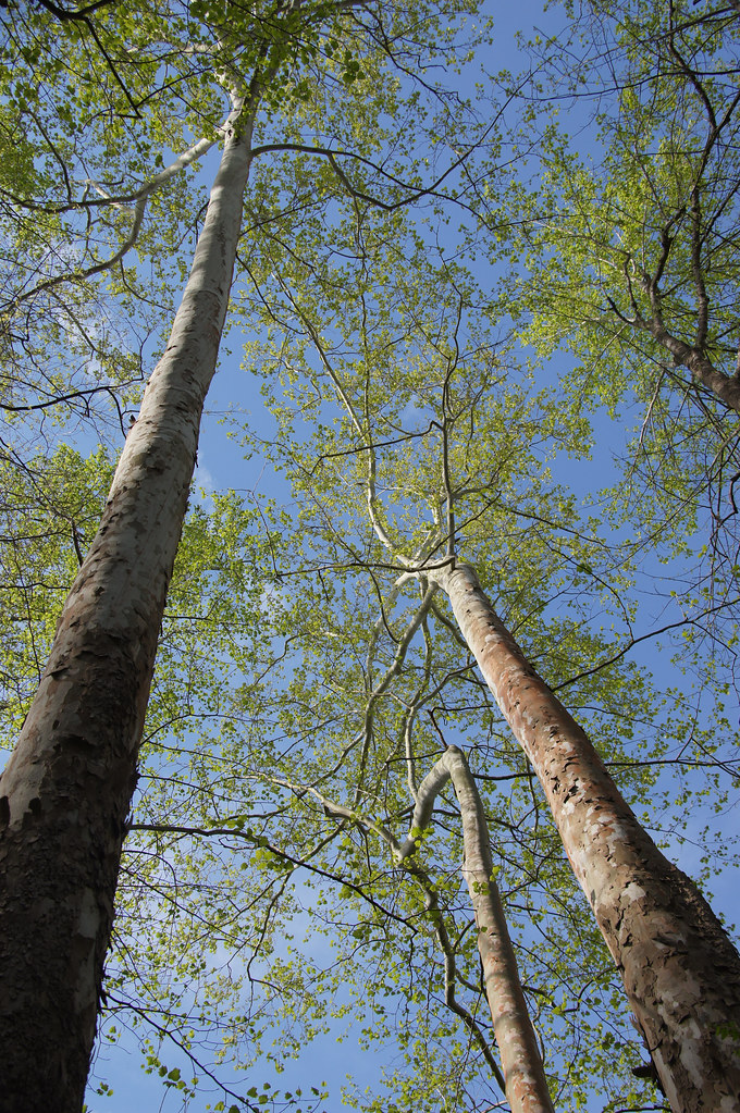 American sycamore in early spring American sycamore (Plata… Flickr