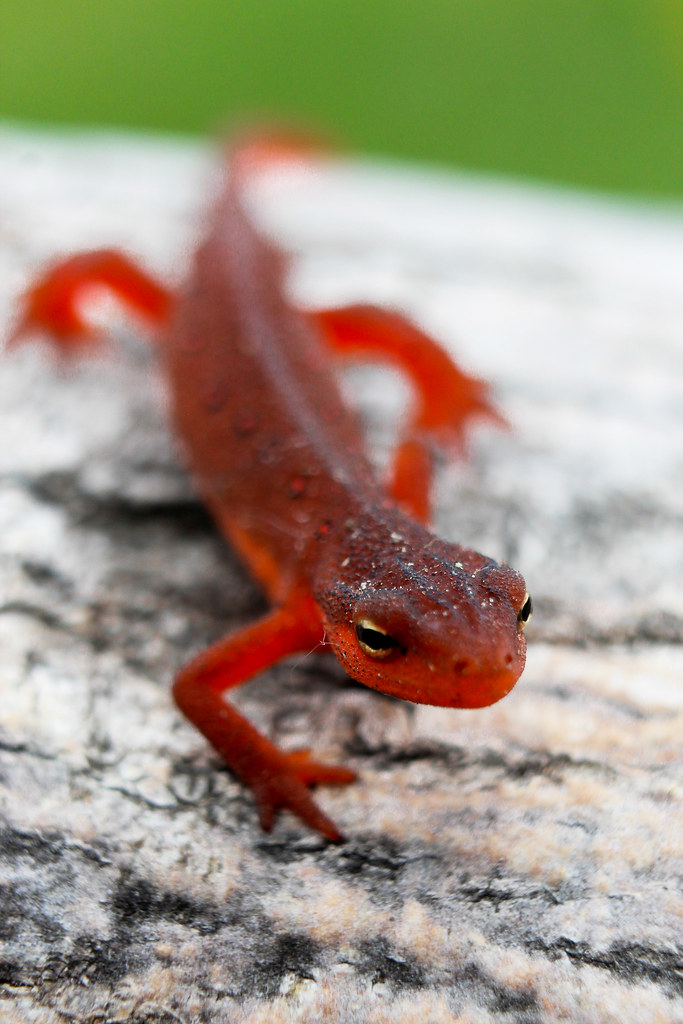 triton vert juvénil Philippe Moreau Flickr