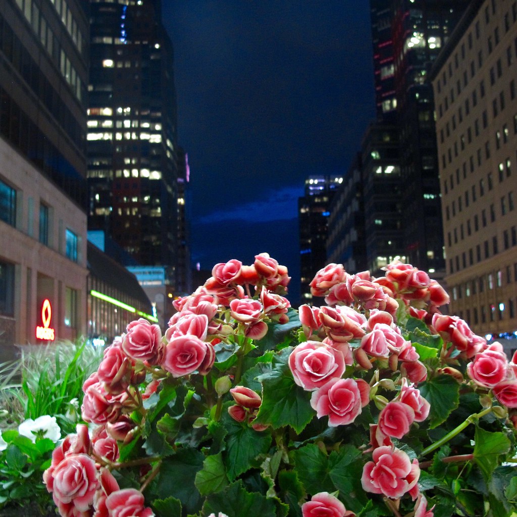 Evening flowers in Montreal. May 2015. montreal flowers … Flickr