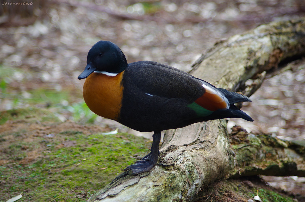 Australian Mountain Duck (Shelduck) (In Explore June 29,… Flickr