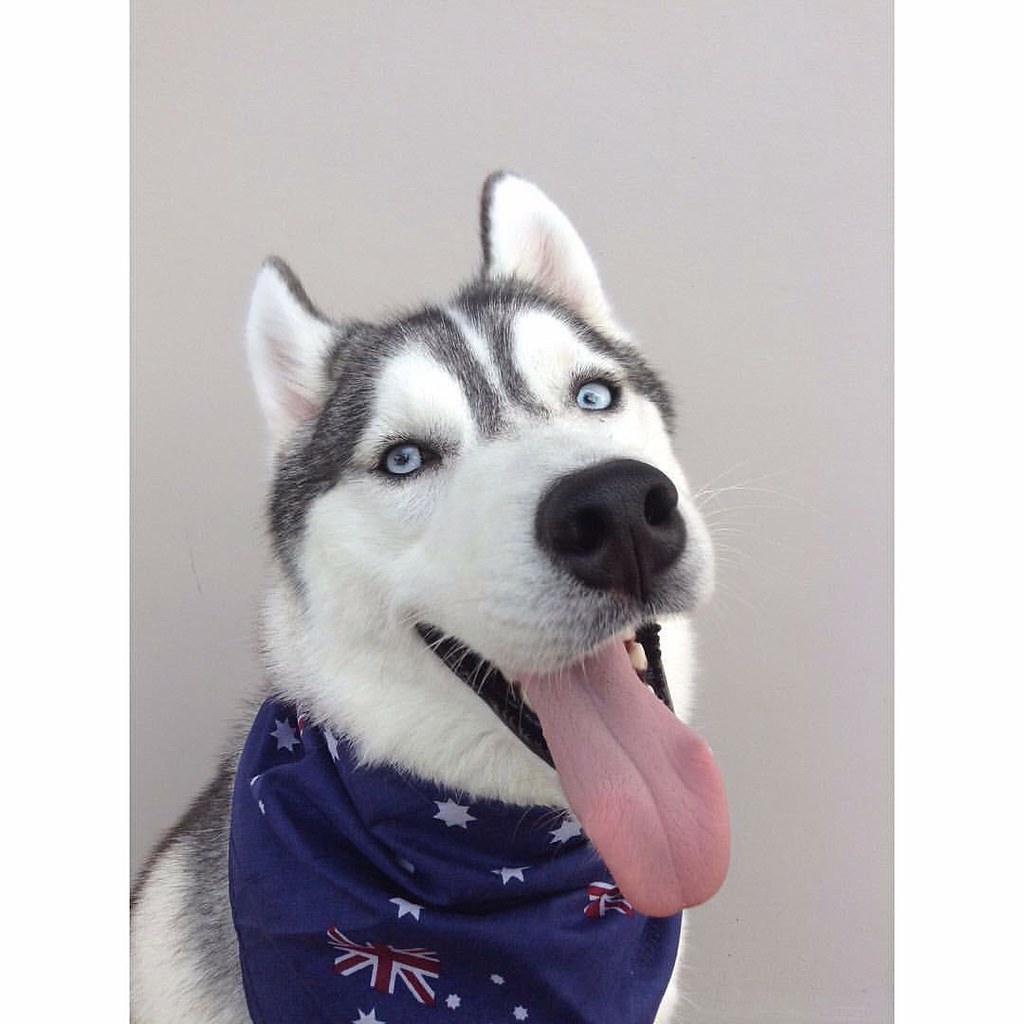 "Check out my new Australian bandana 😎" shiro_husky __… Flickr
