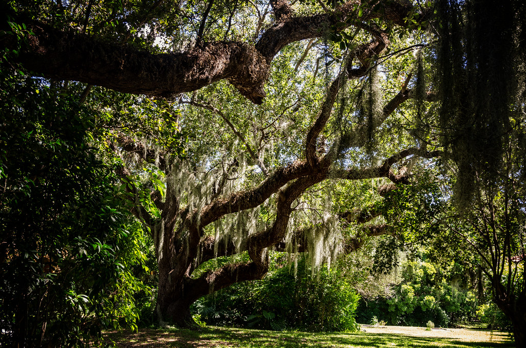 Spanish moss Pat Kight Flickr