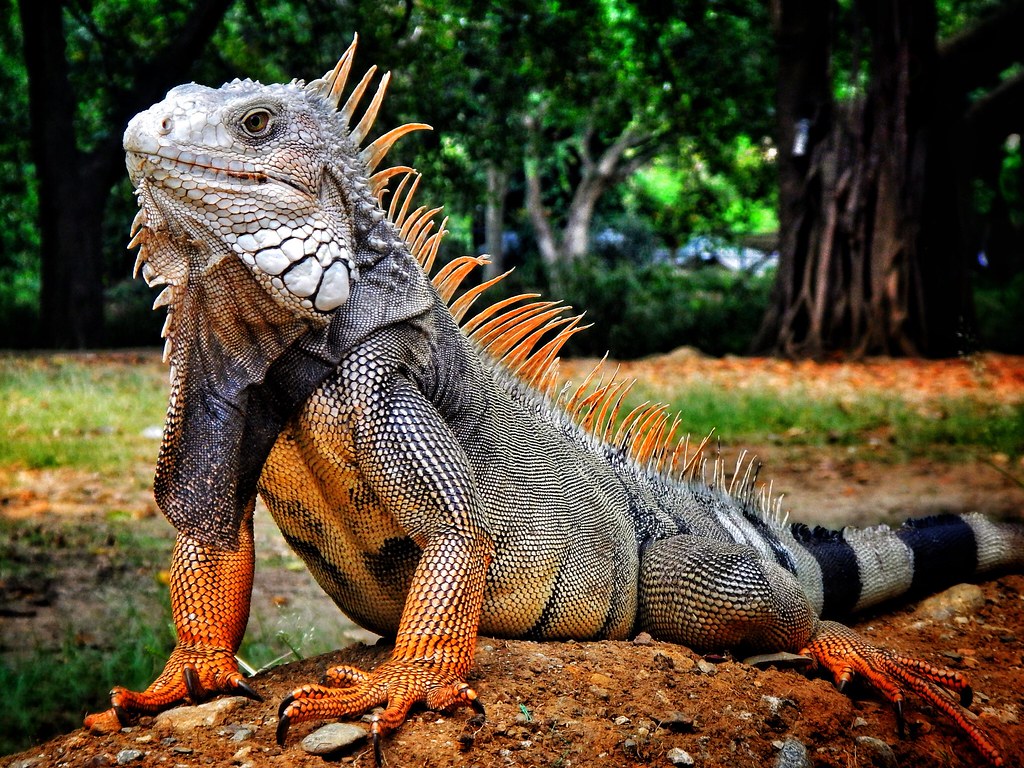 Colombian Iguana Iguana in the Medellin Botanical Garden