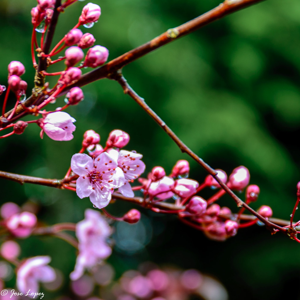 Pink Spring Flowers Jose Flickr