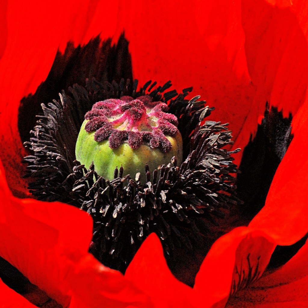 large poppy seed head The Garden, Pype Hayes Park, Birming… Flickr