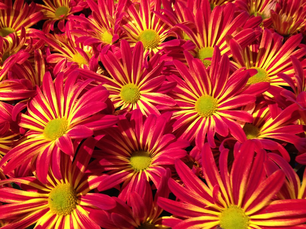 Flowers by Patty Vicknair Various Photos of Flowers taken … Flickr