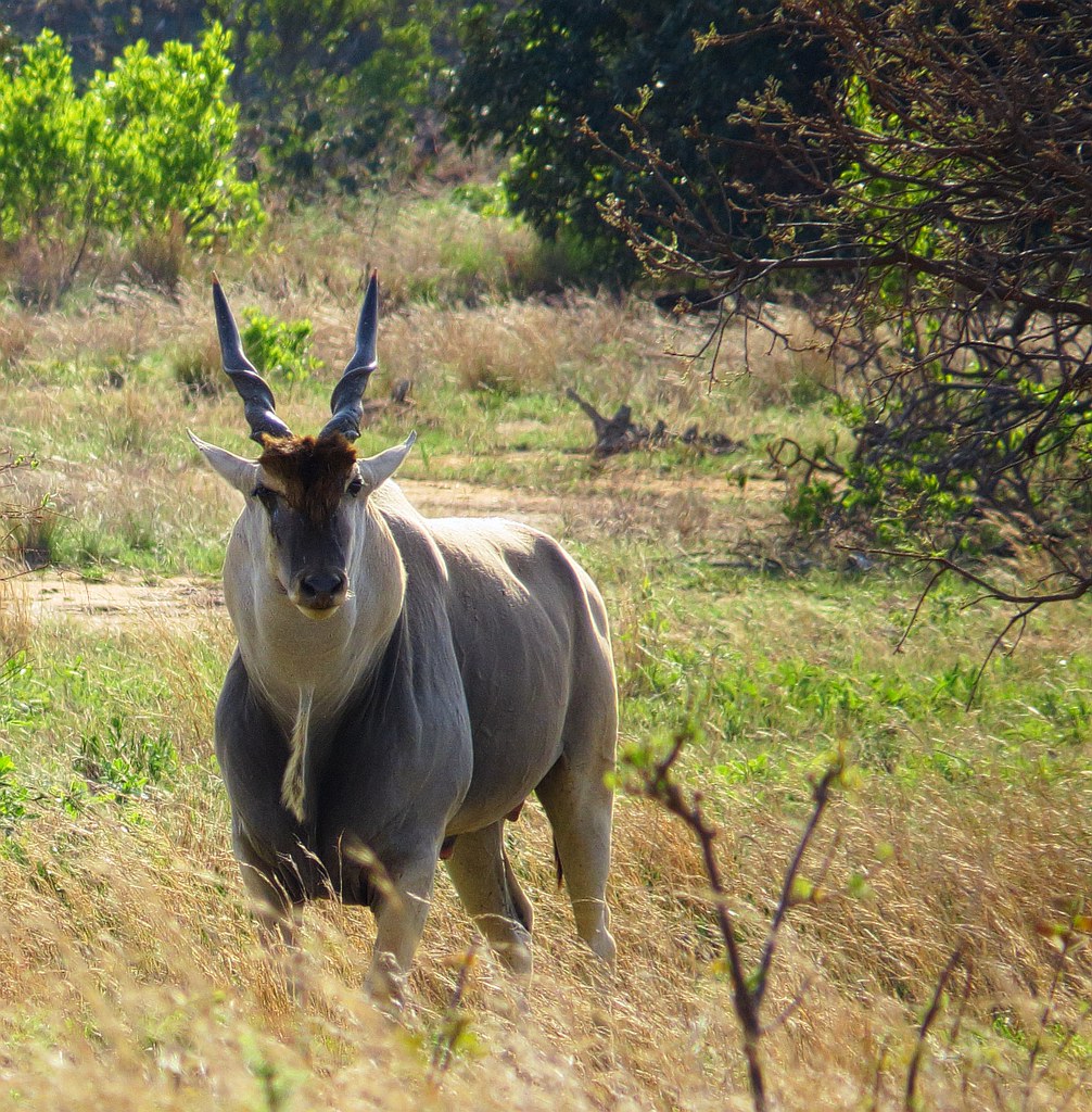 Eland / Common Eland Original file IMG_2675.TIFsinglene… Åsa
