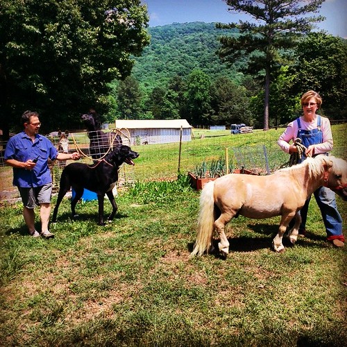 Great Dane vs. Mini Horse Elizabeth Perkins Flickr