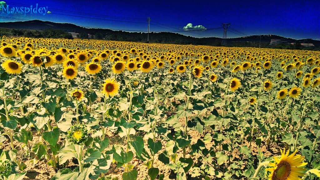 Sunflowers or moonflowers? awesomeshot fortheloveofediti… Flickr