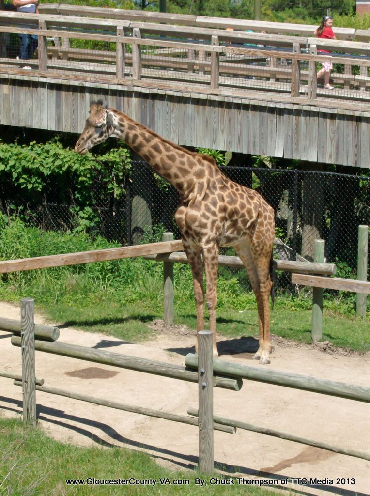 Norfolk Zoo Pictures from around the Norfolk Zoo. Norfolk,… Flickr