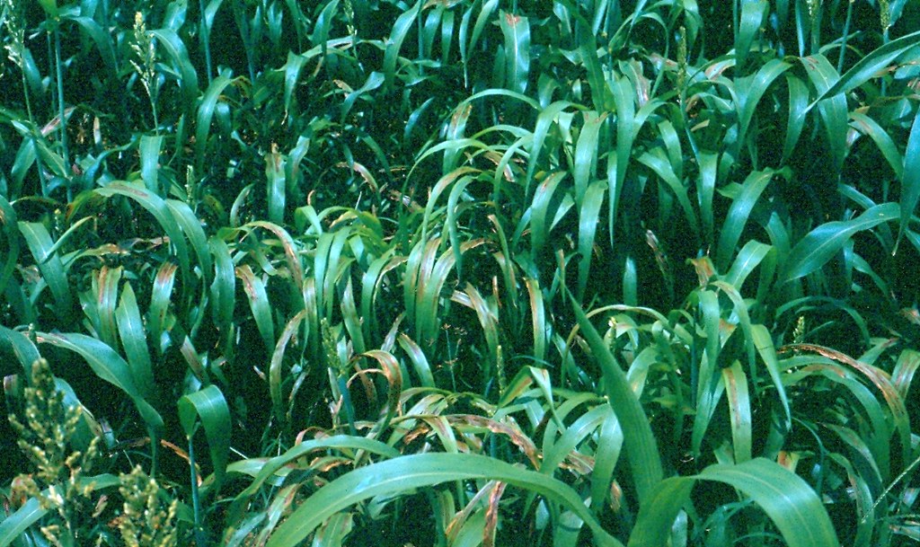 Bacterial stripe (caused by Burkholderia andropogonis) 12 May