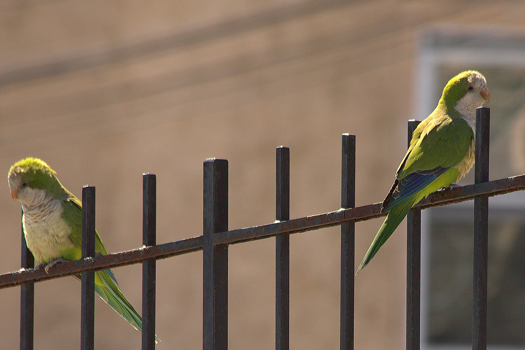 Flickriver Most interesting photos from Brooklyn Quaker Parrots pool