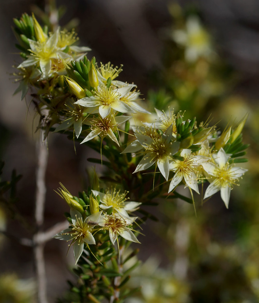 Calytrix depressa, Blue Rock, near Jarrahdale, near Perth,… Flickr