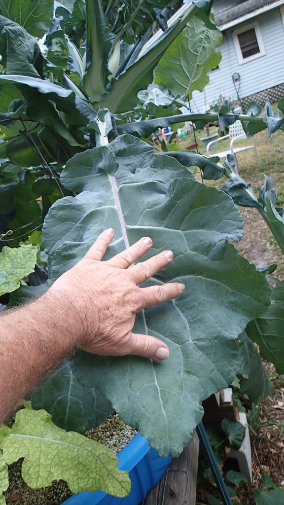 Hydroponic Italian broccoli & Square foot hydroponic garde… Flickr