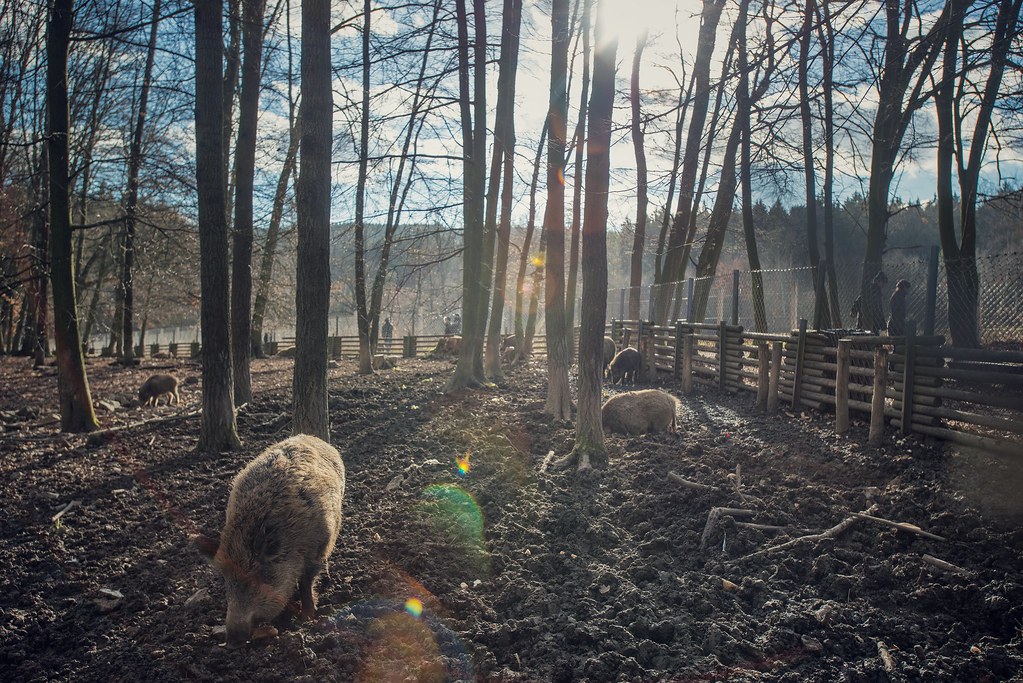 Obora Holedná Flickr