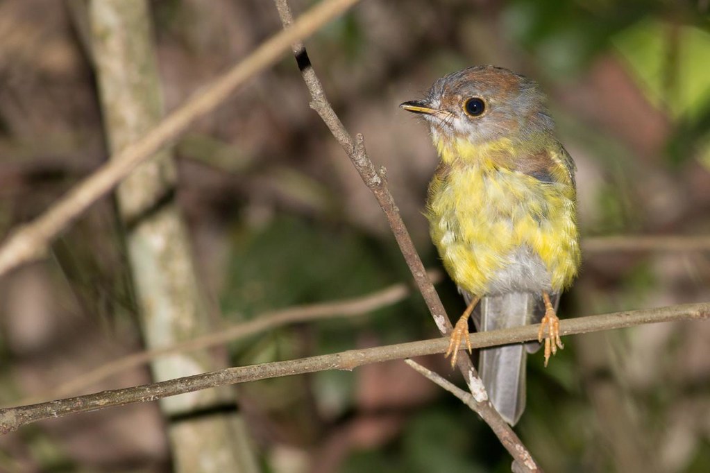 Paleyellow Robin 5 This bird is from a year later at a di… Flickr