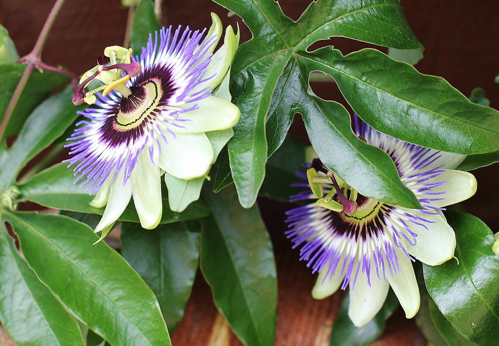 Passion flowers in my garden. This sprawling, beautiful an… Flickr