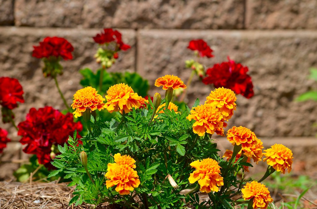 Marigold and Geranium Doris Flickr
