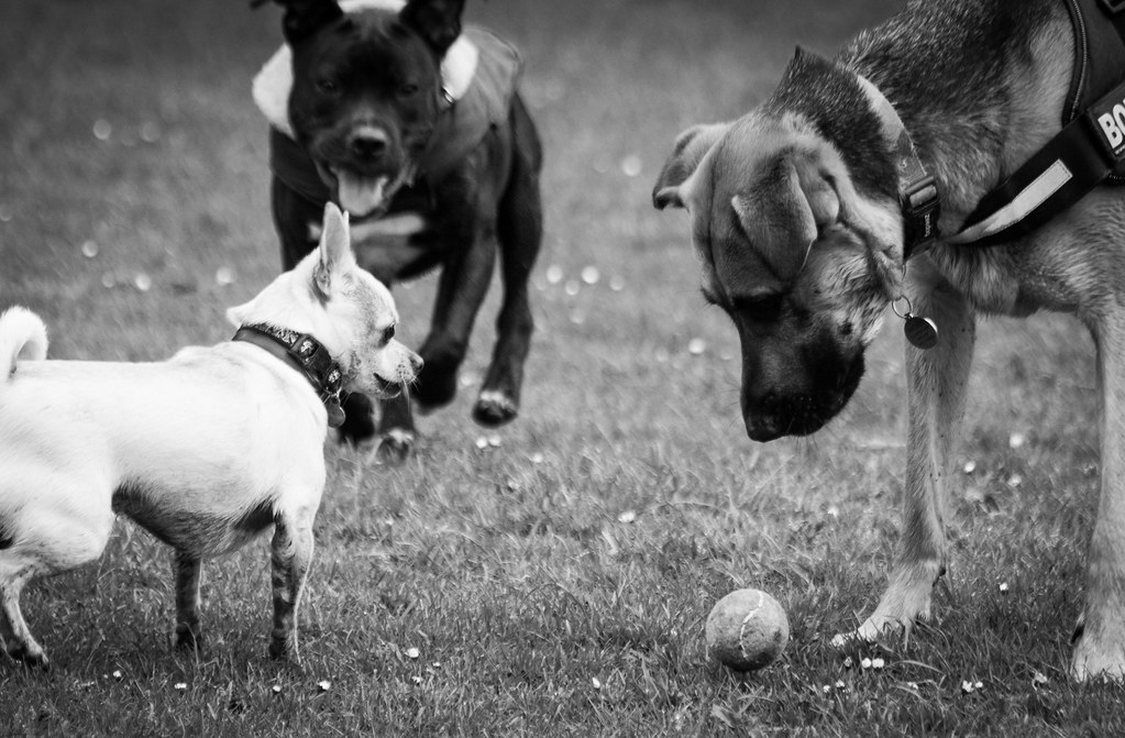 The Ball Taken for my exebhition The Paisley Dog Walkers, … Flickr
