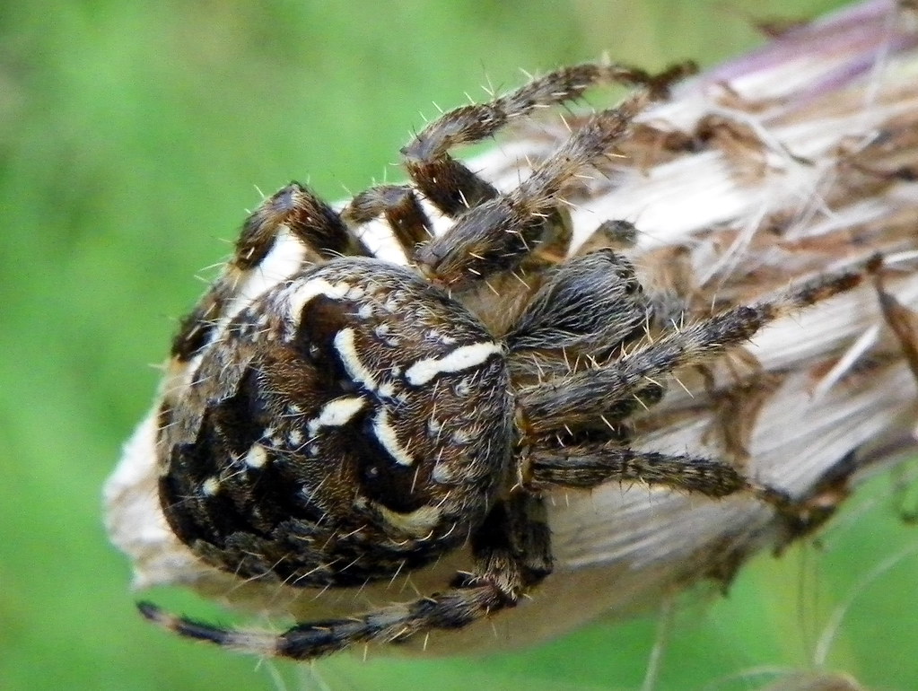 Garden Spider (Araneus diadematus) Garden Spider (Araneus … Flickr