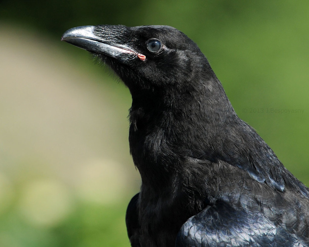 The Young Raven © All Rights Reserved A Raven Fledgling