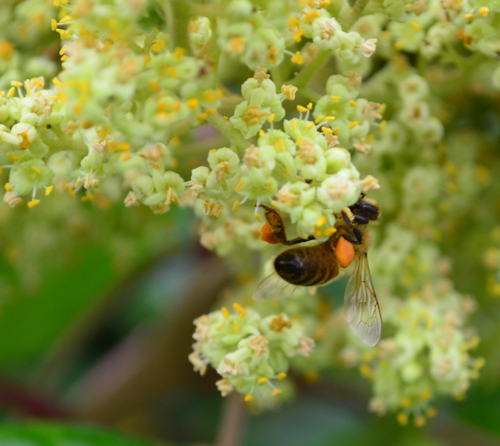 Bee and Bloom 3 Methodist Parsonage Ruins at Malvern Hill … Flickr