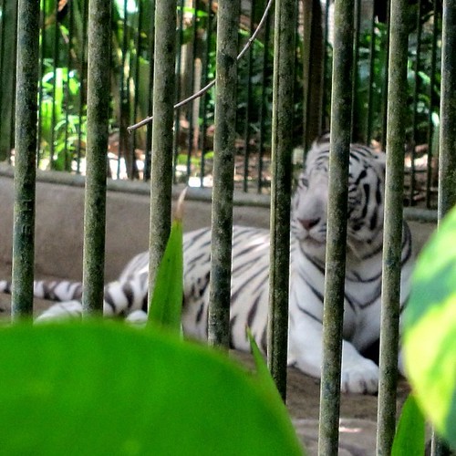 Wallpaper Macan Putih Arumi Gambar