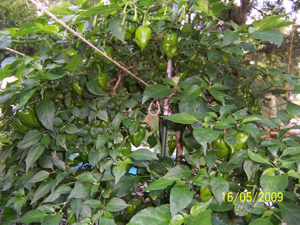 orange habanero pepper square foot hydroponics Square foot… Flickr