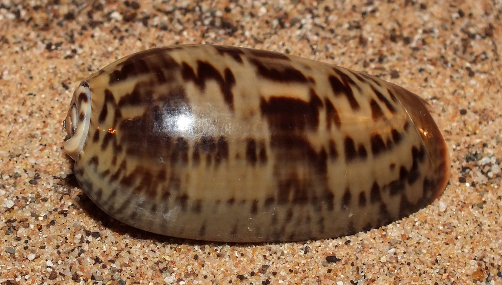 Olive snail (Oliva (Oliva) keeni) Size approx 5cm. Superdo… Flickr