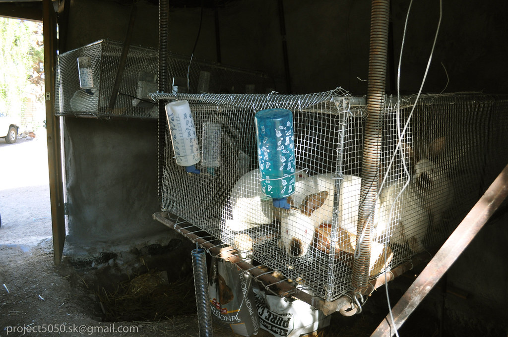 Rabbit Project The rabbits live in raised cages over worm … Flickr