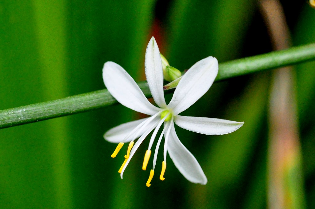 Airplane Plant, Spider Plant (Chlorophytum comosum) 0612 Flickr