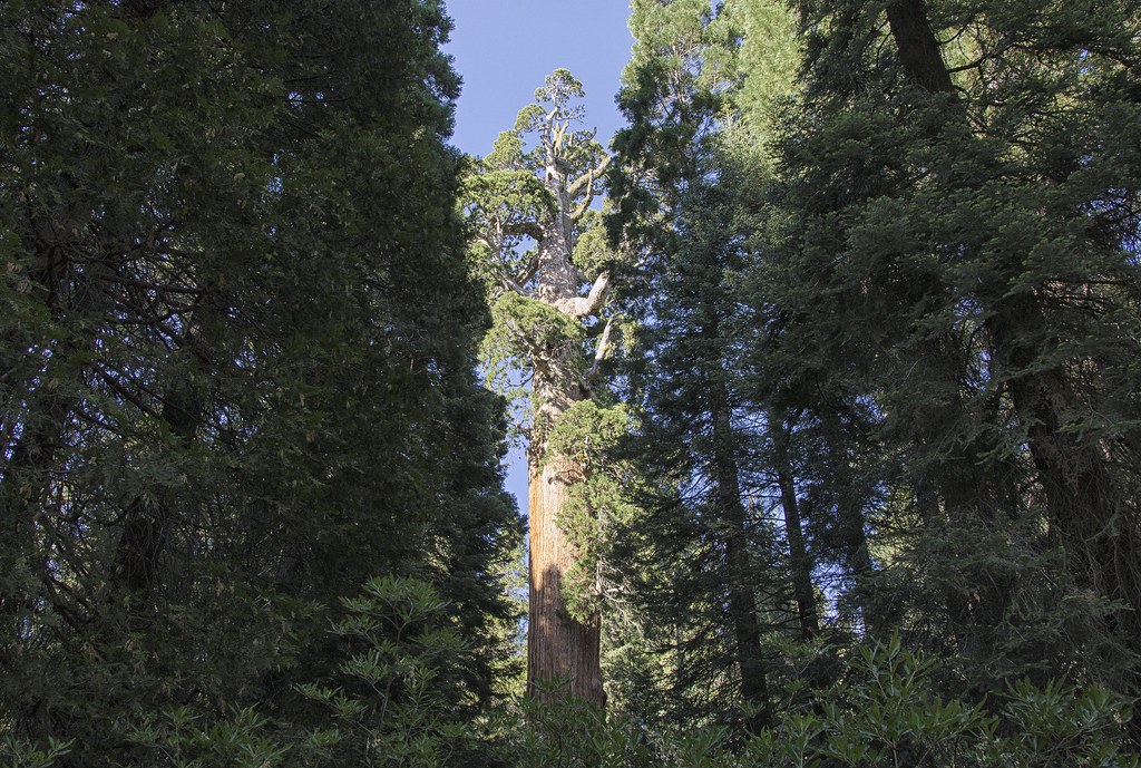 Elevation of Whitaker Forest, California, USA Topographic Map Altitude Map