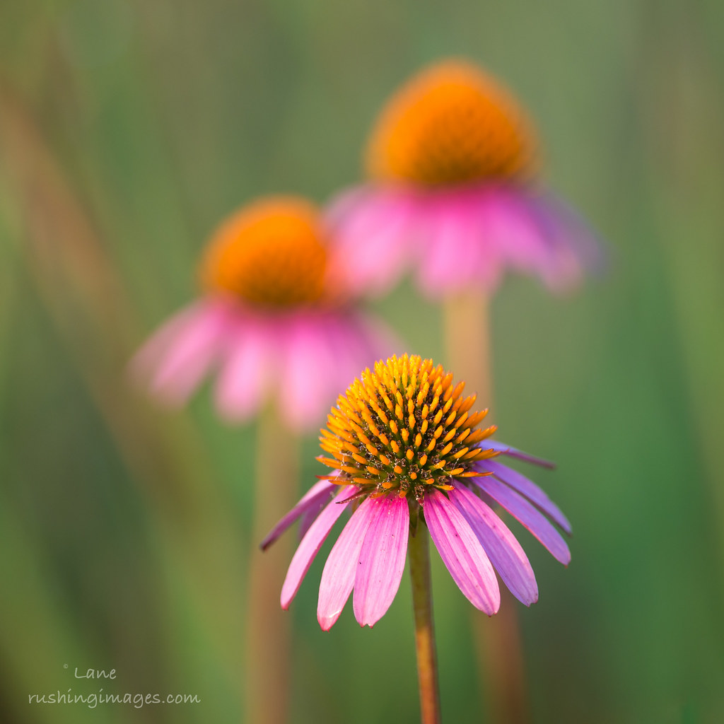 Purple Coneflowers Buy prints Flickr