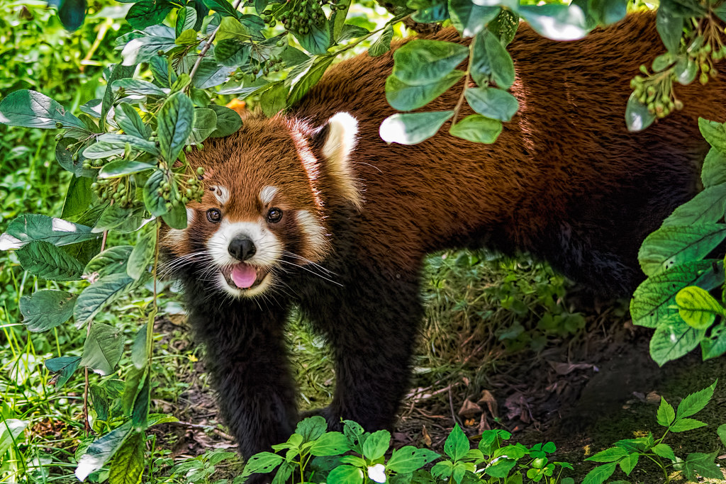 Red Panda Captured at the Columbus Zoo & Aquarium. John Greg Jr