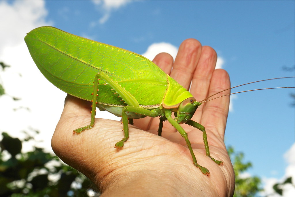 Giant False Leaf Katydid (Pseudophyllus titan, Pseudophyll… Flickr