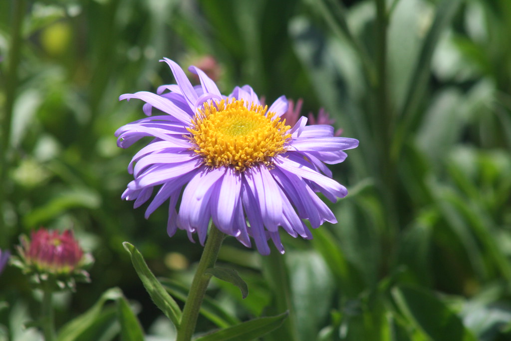 Photo Larchmont, NY April 30, 2013 William Sutherland Flickr