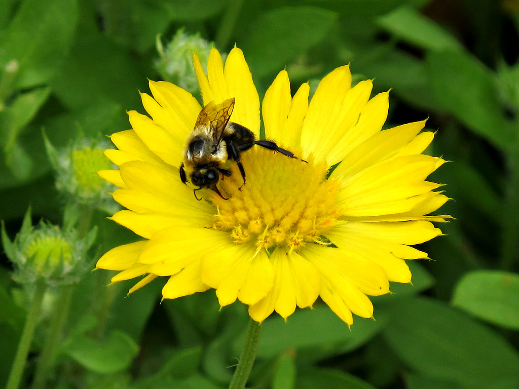 Blanket Flower, Mesa Yellow, Bee, Longwood Gardens IMG_745… Flickr