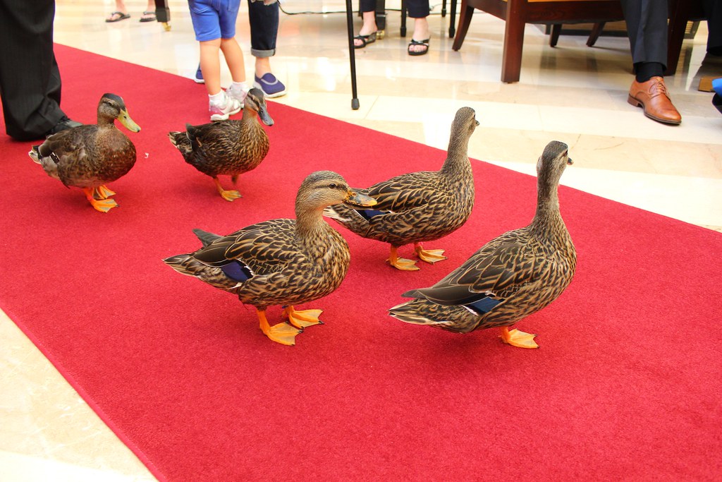 Peabody Orlando ducks Inside the Magic Flickr