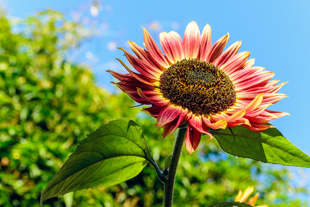 SF Sunflowers06_Aug2013 Sunflowers shot in San Francisco. Flickr